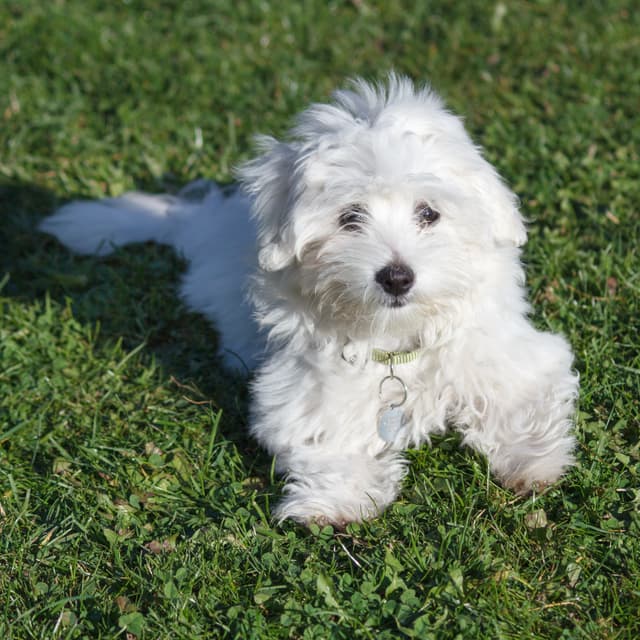 Coton de Tuléar : Petit chien blanc au poil cotonneux et à l’expression vive