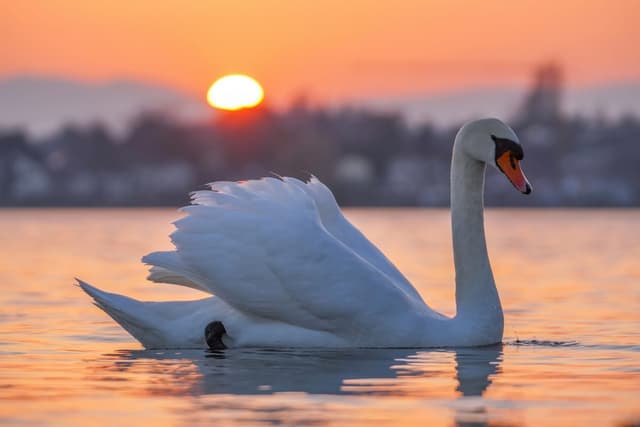 Cygne Tuberculé : Plumage entièrement blanc, long cou gracieux en S, bec orange avec tubercule noir, grande taille, élégant sur l'eau