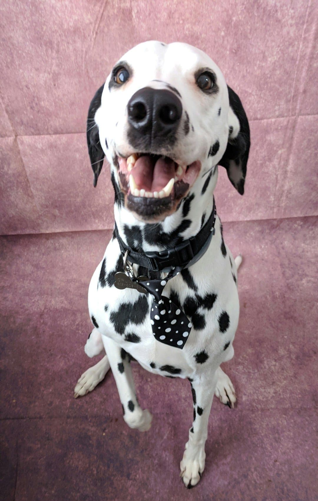 Dalmatien : Pelage blanc avec taches noires ou foie bien distinctes, corps athlétique, longues pattes, oreilles tombantes