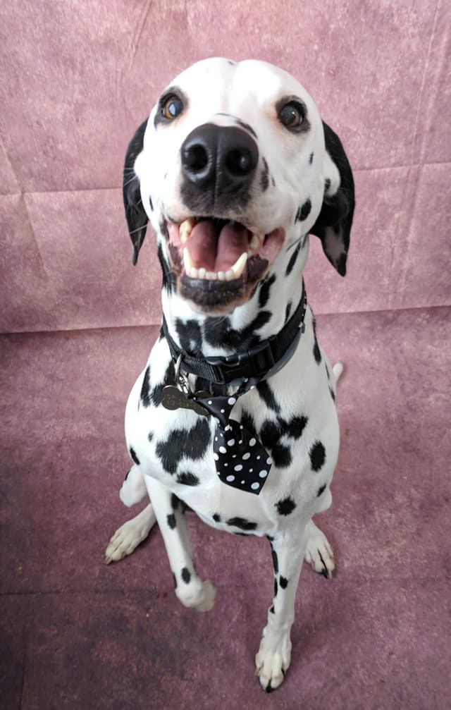 Dalmatien : Pelage blanc avec taches noires ou foie bien distinctes, corps athlétique, longues pattes, oreilles tombantes