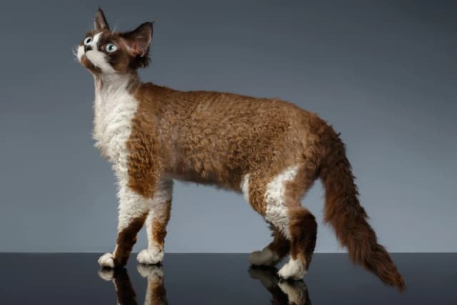 Devon Rex : Pelage très court et ondulé, grandes oreilles de lutin bas implantées, grands yeux, corps mince et musclé, moustaches frisées