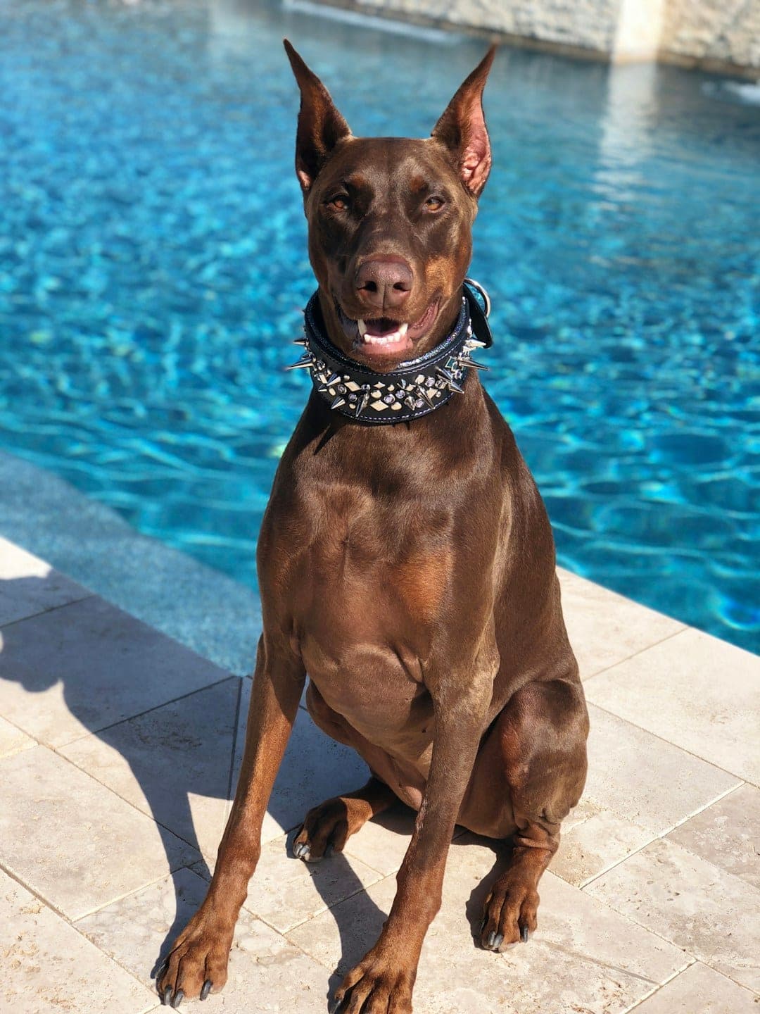 Doberman : Silhouette élégante et athlétique, pelage court noir et feu, oreilles pointues, expression noble et alerte