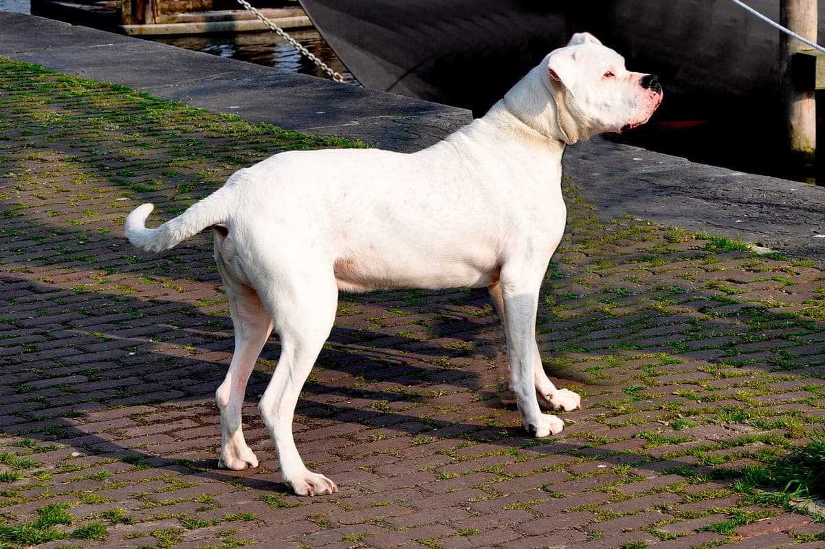 Dogue Argentin