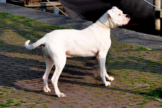 Dogue Argentin : Pelage entièrement blanc et court, corps très musclé et puissant, tête large et carrée, expression confiante