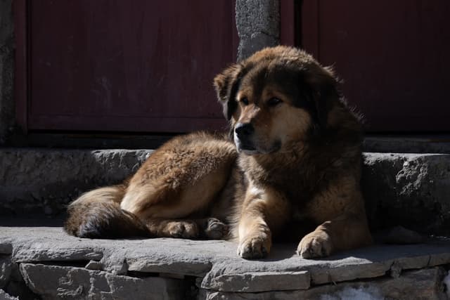 Dogue du Tibet : Chien massif ressemblant à un lion, crinière épaisse au cou, queue touffue portée sur le dos, expression impressionnante