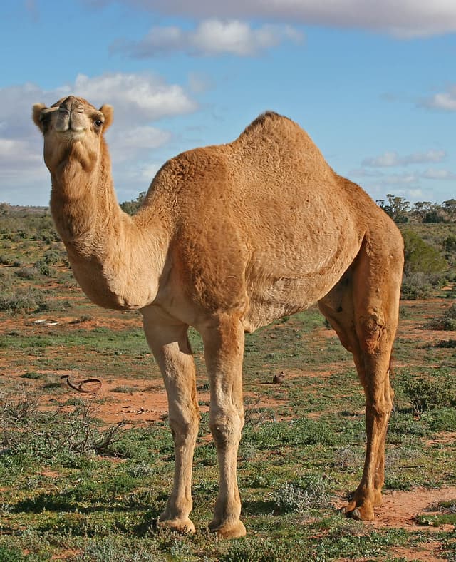 Dromadaire : Grand camélidé sable portant une seule bosse sur le dos