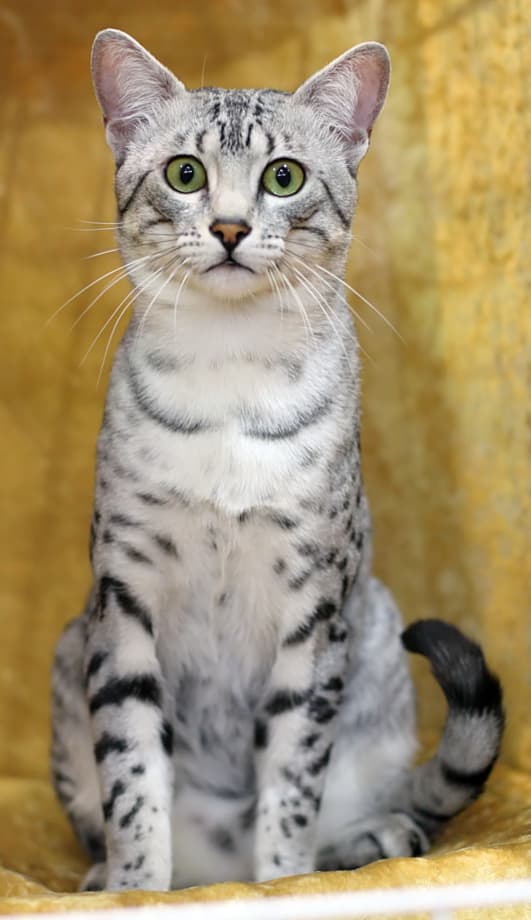 Egyptian Mau : Taches naturelles aléatoires (seul chat domestique naturellement tacheté), pattes arrière plus longues, marque M sur le front