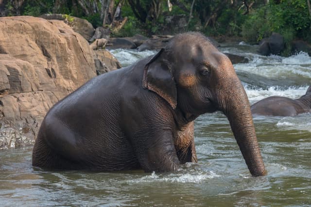 Éléphant d’Asie : Grand éléphant aux petites oreilles arrondies et au dos bombé