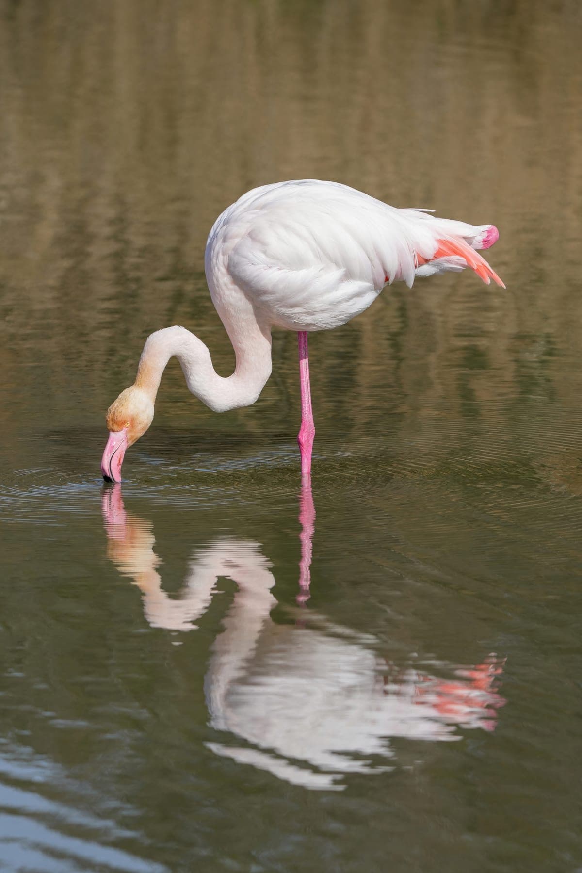 Flamant Rose : Plumage rose vif, très longues pattes fines, long cou en S, bec courbé vers le bas, se tient sur une patte