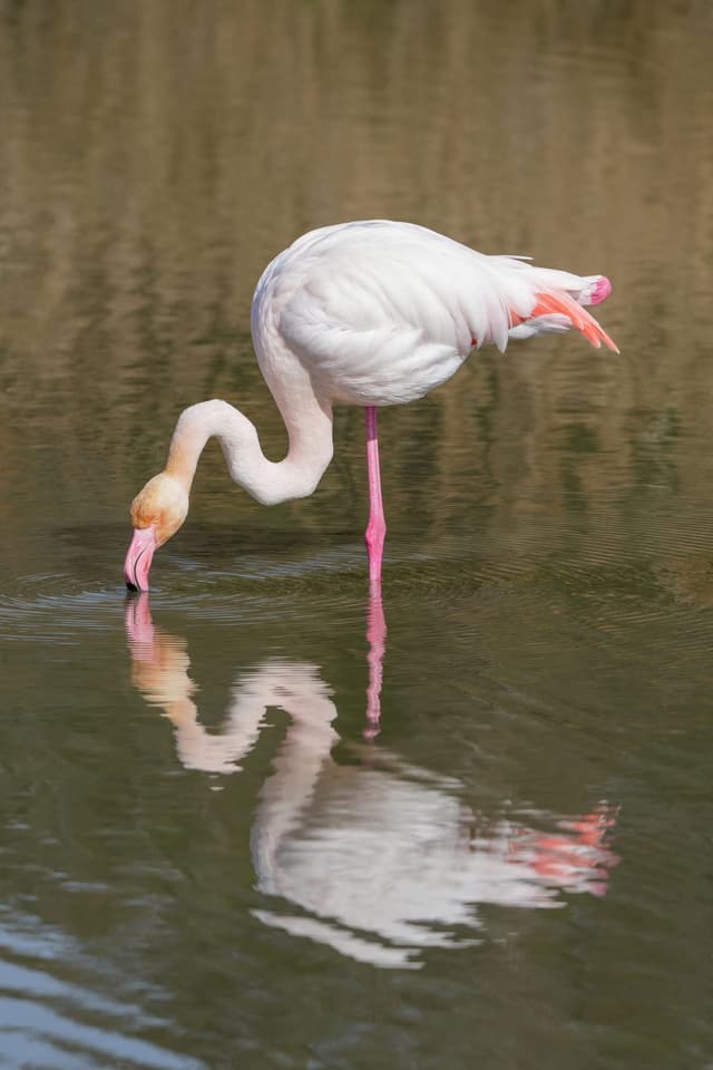 Flamant Rose : Plumage rose vif, très longues pattes fines, long cou en S, bec courbé vers le bas, se tient sur une patte