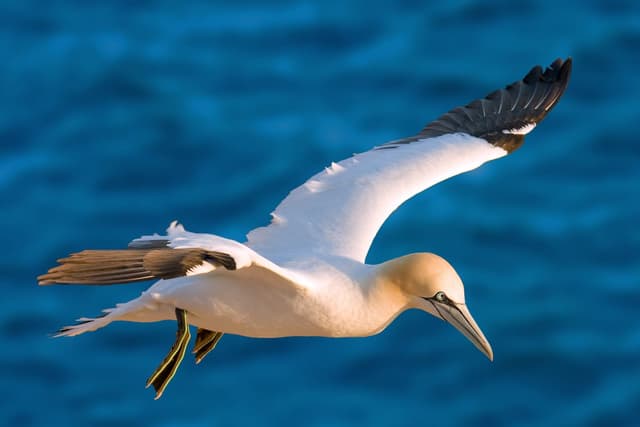 Fou de Bassan : Grand oiseau blanc aux extrémités d’ailes noires et au long bec pâle