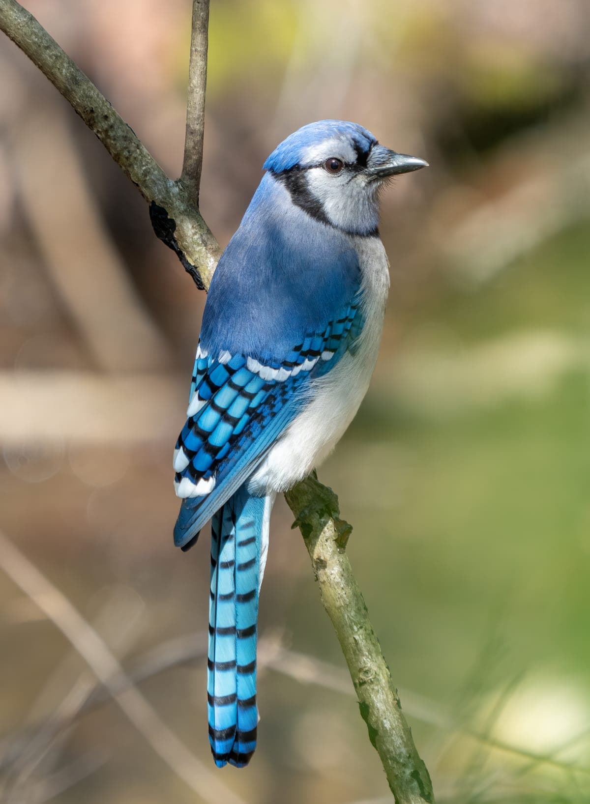 Geai Bleu : Plumage bleu vif avec huppe, collier noir, ailes et queue barrées de noir et blanc, très bruyant et intelligent
