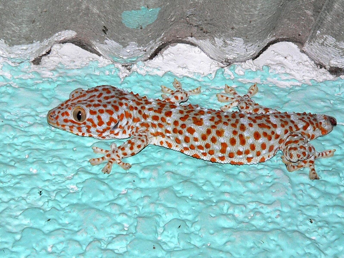 Gecko tokay : Gecko bleu-gris couvert de taches orange vif et de gros yeux