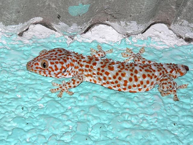 Gecko tokay : Gecko bleu-gris couvert de taches orange vif et de gros yeux