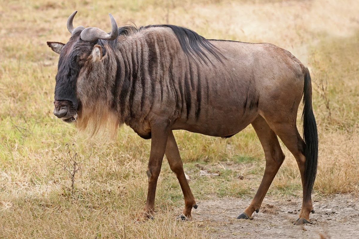 Gnou bleu : Grande antilope gris bleuté, à barbe noire et cornes recourbées