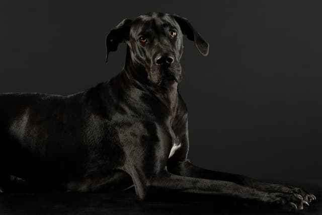 Grand Danois : Taille gigantesque (plus grand chien du monde), corps élégant malgré la taille, tête massive et carrée, longues pattes