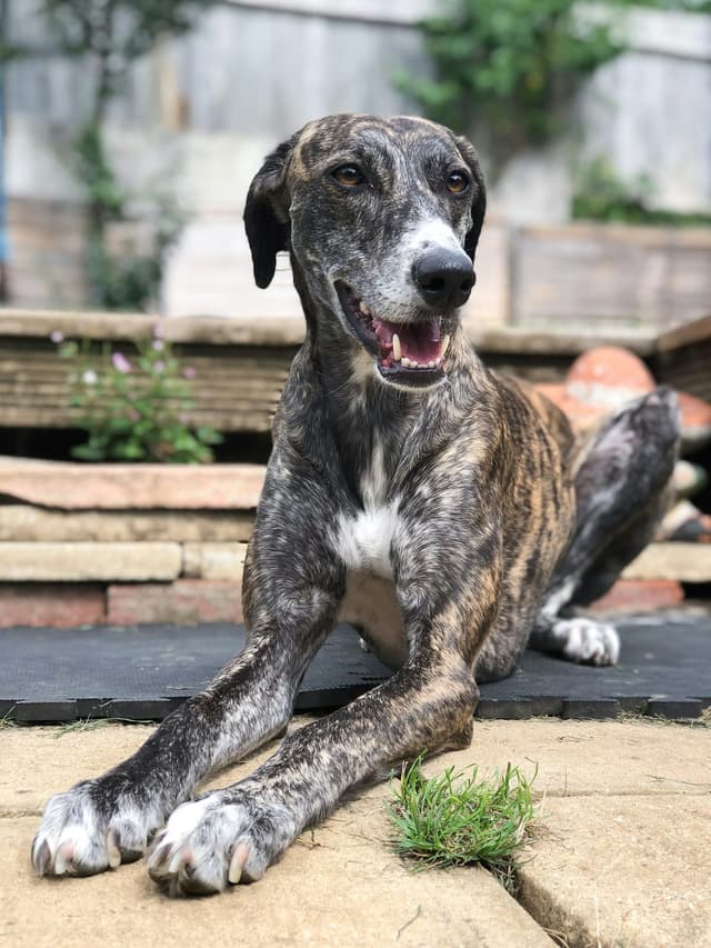 Greyhound : Lévrier classique avec silhouette aérodynamique, taille fine extrême, longues pattes, poitrine profonde, tête étroite