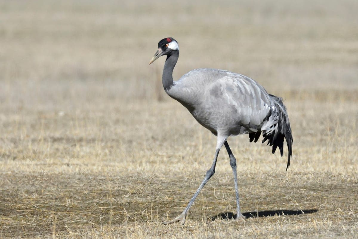 Grue Cendrée : Très grande (1,20m), plumage gris, marque rouge sur la tête, long cou, longues pattes, cri trompettant caractéristique