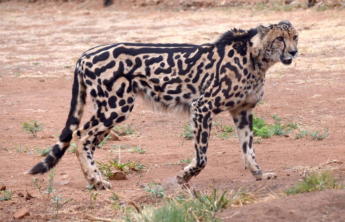 Guépard Royal : Taches fusionnées en rayures sur le dos (patron unique), pelage plus foncé, mutation génétique rare, même vitesse incroyable