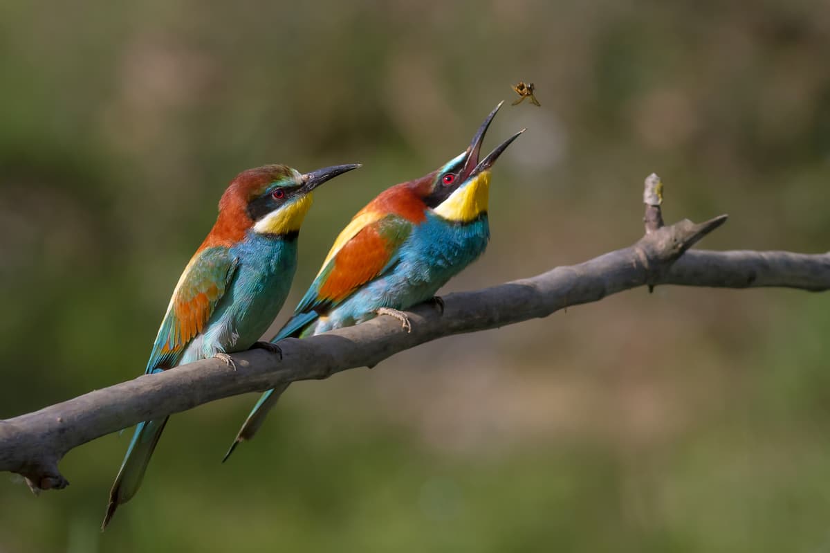 Guêpier d'Europe : Plumage très coloré, gorge jaune et bande noire autour de l'œil