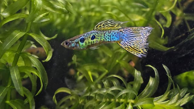 Guppy : Petit poisson coloré (3-6cm), mâle très coloré avec queue en éventail, femelle plus grande et terne, motifs variés infinis