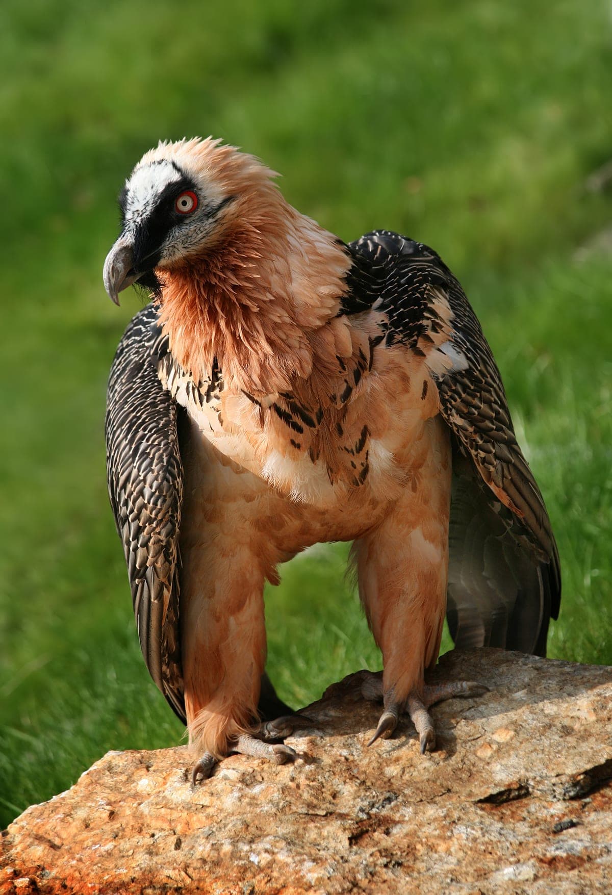Gypaète Barbu : Plumes noires en forme de barbe sous le bec, plumage orangé sur le corps (coloration par bain d'oxyde de fer), envergure 2,8m