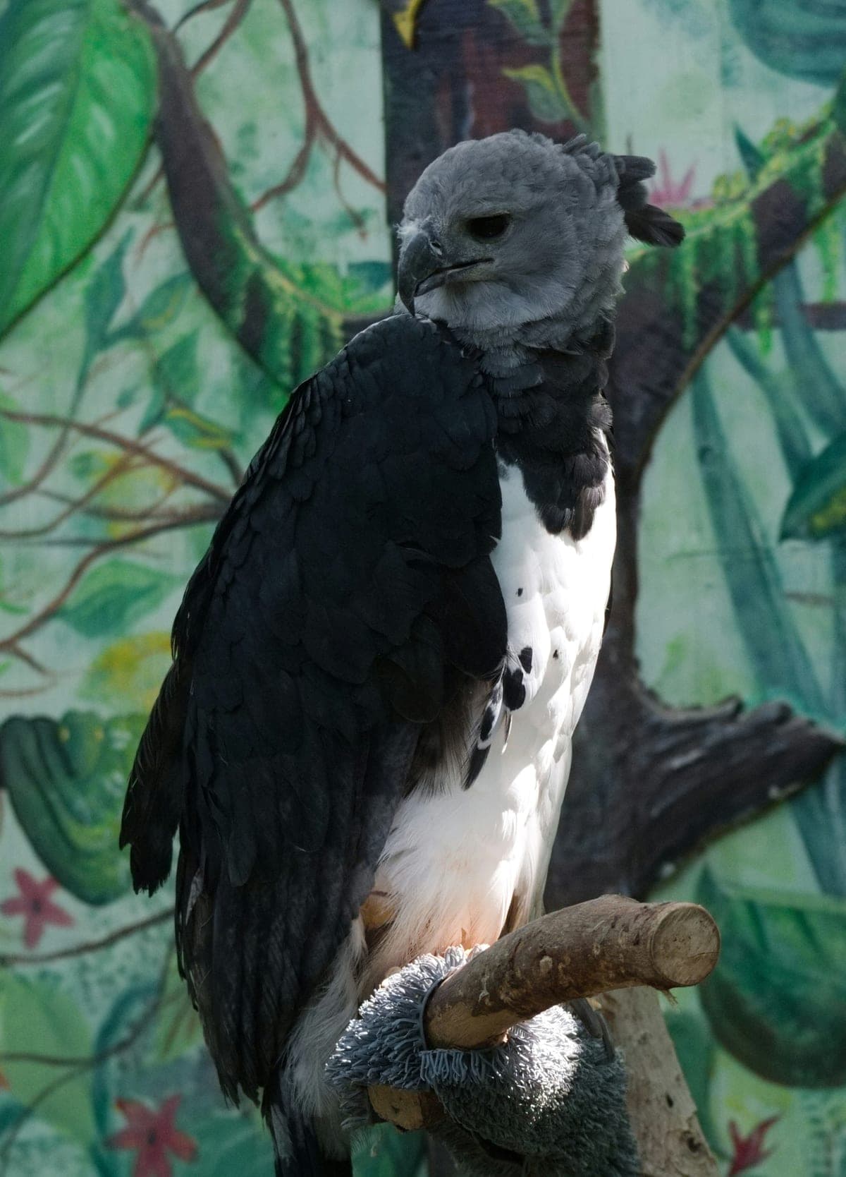 Harpie Féroce : Tête grise avec double crête noire érectile, poitrine blanche, serres gigantesques (taille d'une main humaine), yeux perçants