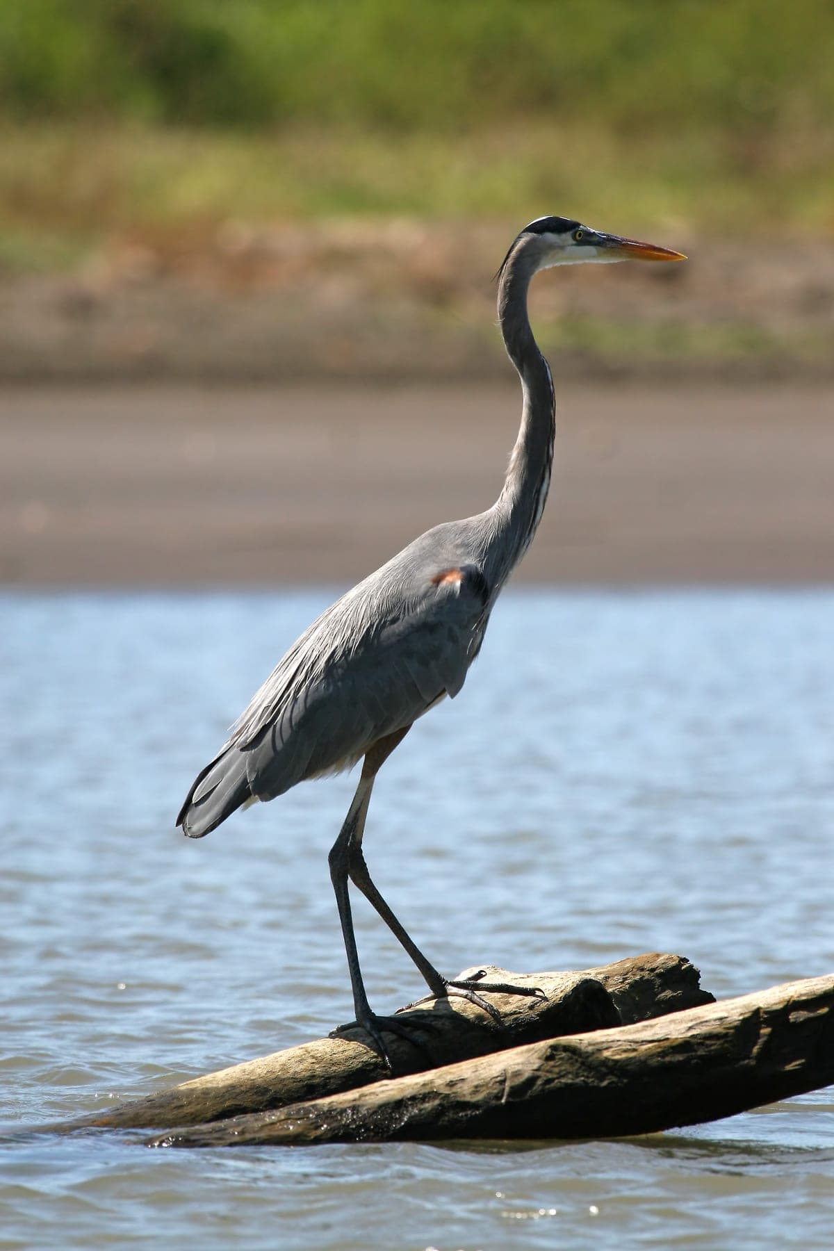 Héron bleu : Grand oiseau avec un long cou et un plumage bleu-gris
