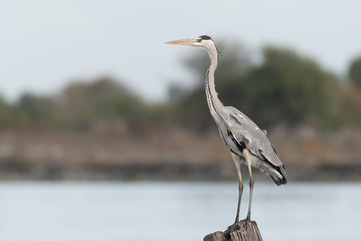 Héron Cendré : Grand échassier (1m), plumage gris et blanc, long cou en S, long bec jaune en poignard, huppe noire, immobile à pêcher