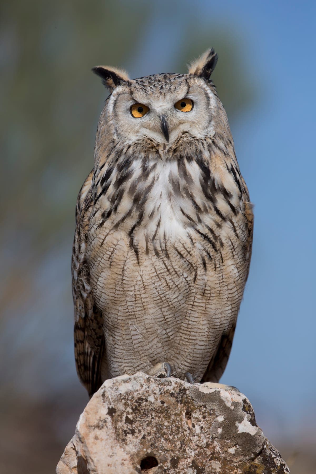 Hibou Grand-Duc : Très grand hibou avec aigrettes proéminentes, yeux orange vifs, plumage brun marbré, vol silencieux