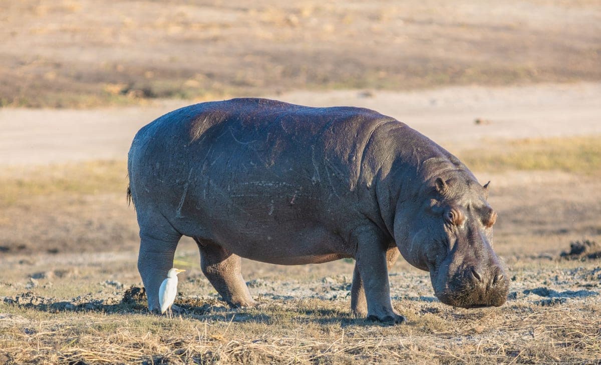 Hippopotame : Corps massif, bouche immense et oreilles rondes