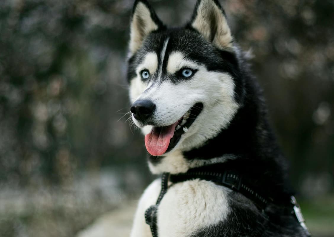 Husky Sibérien : Yeux bleus saisissants (parfois un de chaque couleur), masque facial distinctif, pelage épais noir et blanc ou gris et blanc