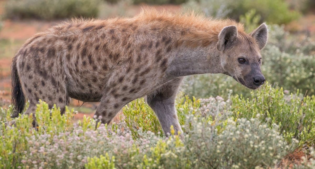 Hyène tachetée : Mammifère robuste tacheté, à l'arrière-train plus bas que les épaules