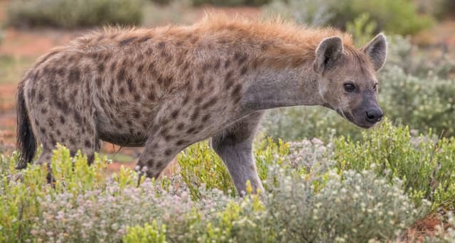 Hyène tachetée : Mammifère robuste tacheté, à l'arrière-train plus bas que les épaules