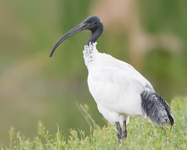 Ibis blanc : Grand oiseau avec un long bec courbé et plumage blanc