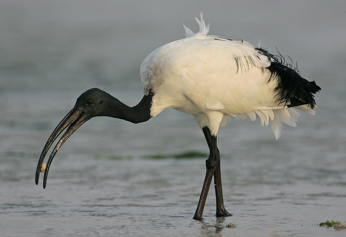 Ibis sacré : Grand oiseau avec un long bec courbé et plumage noir et blanc