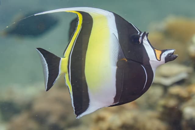 Idole mauresque : Rayures verticales noires et blanches, museau allongé jaune, longue nageoire dorsale filamenteuse blanche flottante, corps…