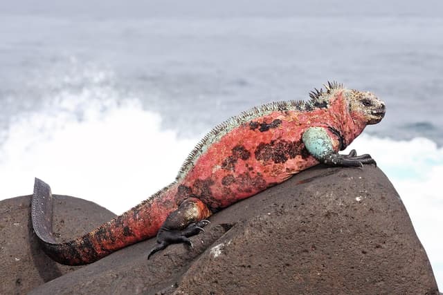 Iguane marin : Iguane sombre, aplati, avec une crête dorsale épineuse