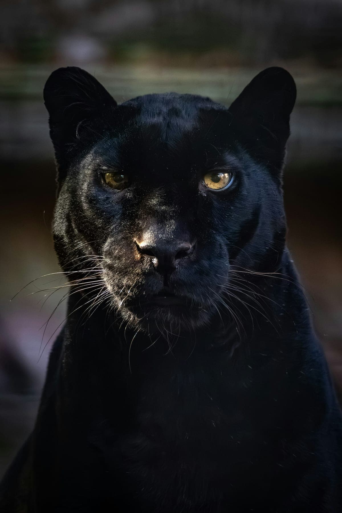 Jaguar Noir : Pelage noir profond (mélanisme), rosettes visibles sous certaine lumière, mâchoires très puissantes, corps trapu et musclé