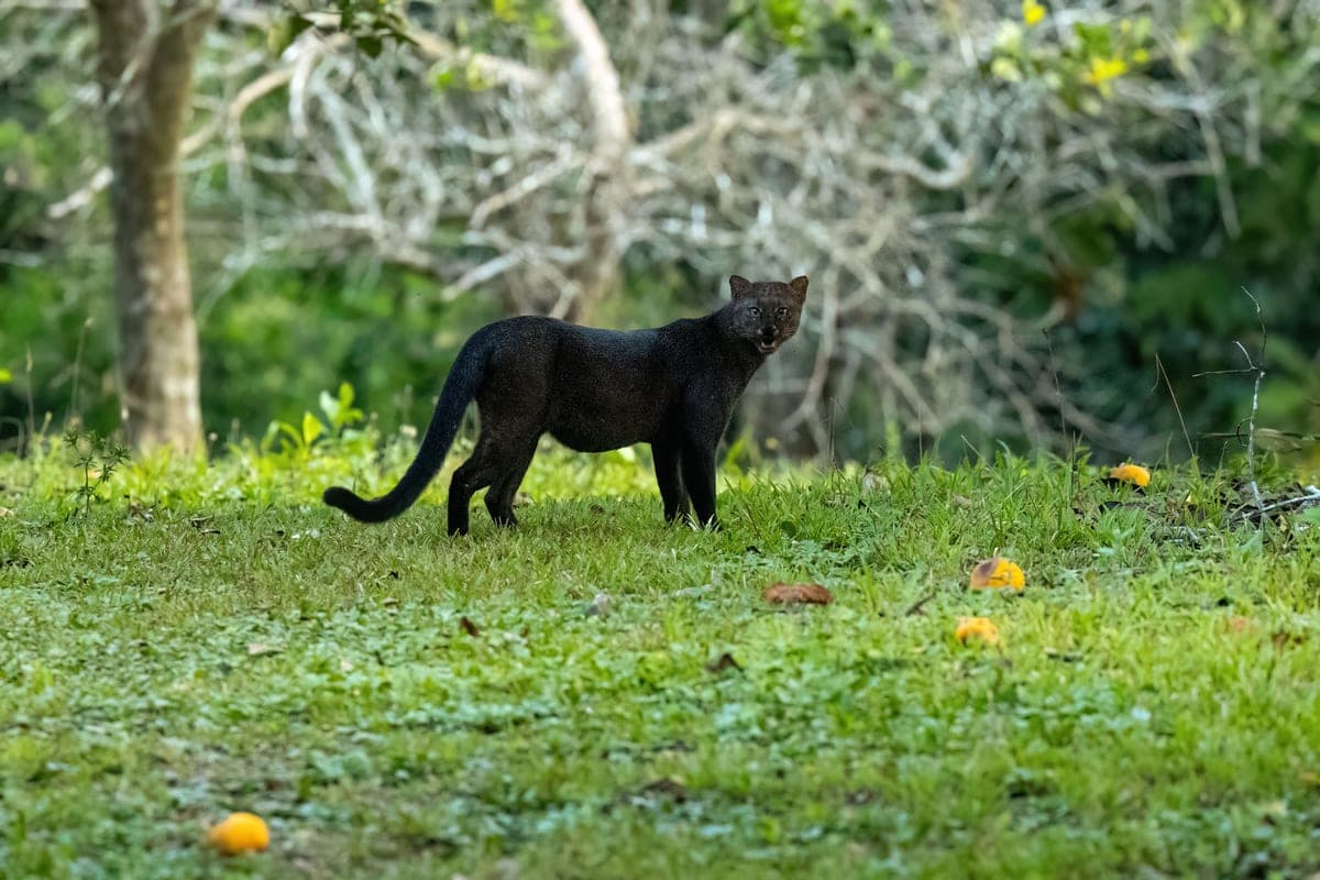 Jaguarondi : Corps allongé bas sur pattes (belette géante), tête petite aplatie, pelage uni (roux ou gris-brun, SANS taches), oreilles rondes