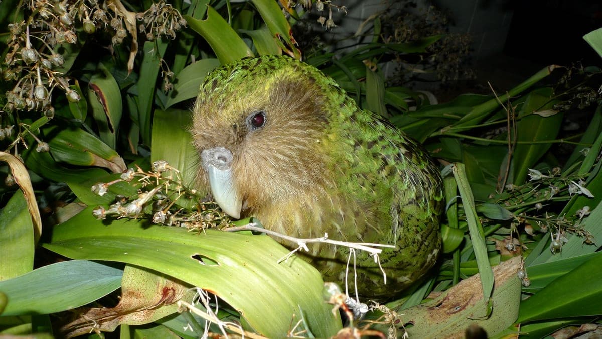 Kakapo : Perroquet nocturne trapu, vert moucheté et incapable de voler