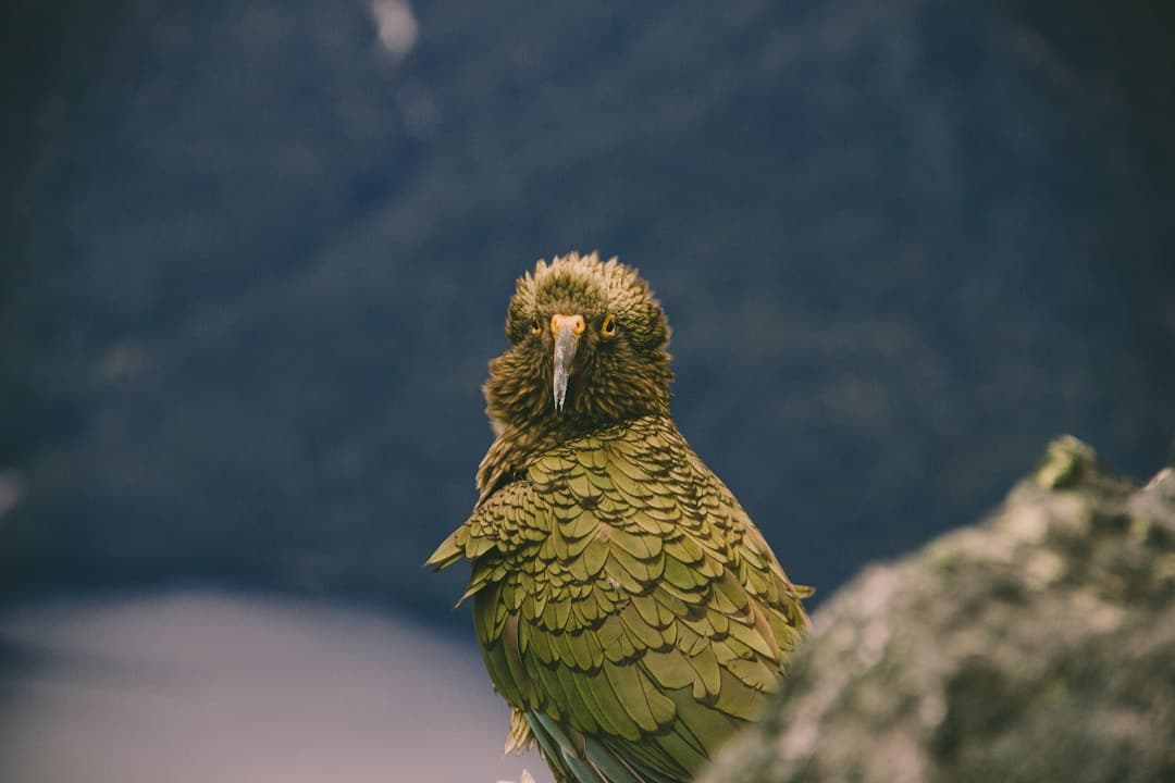 Kéa : Plumage vert olive, dessous des ailes orange-rouge vif en vol, bec long et recourbé, très curieux et joueur