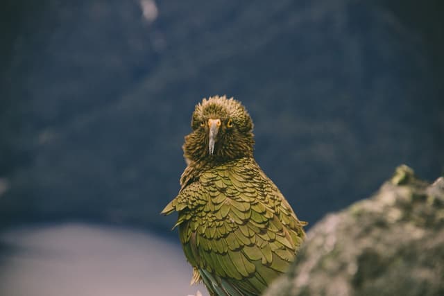 Kéa : Plumage vert olive, dessous des ailes orange-rouge vif en vol, bec long et recourbé, très curieux et joueur