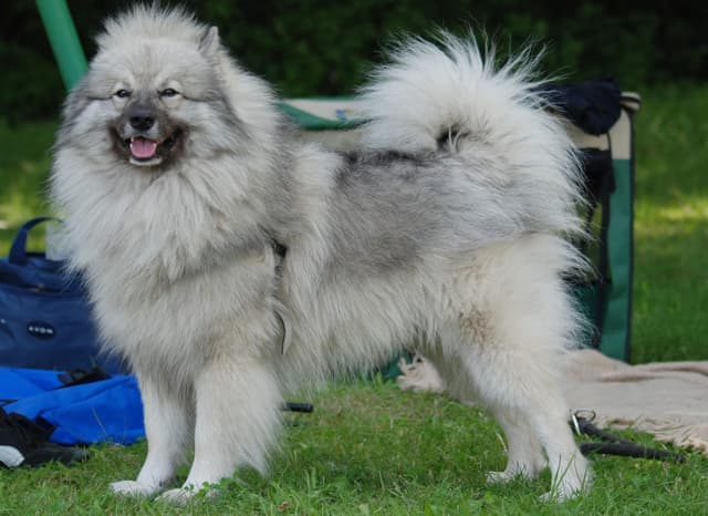 Keeshond : Pelage gris et noir épais formant une crinière, lunettes (marques autour des yeux), queue touffue enroulée, expression de renard…