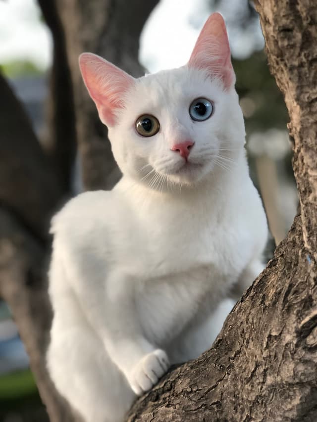 Khao Manee : Pelage blanc pur, yeux de couleurs différentes possibles (un bleu un doré), corps athlétique, expression brillante