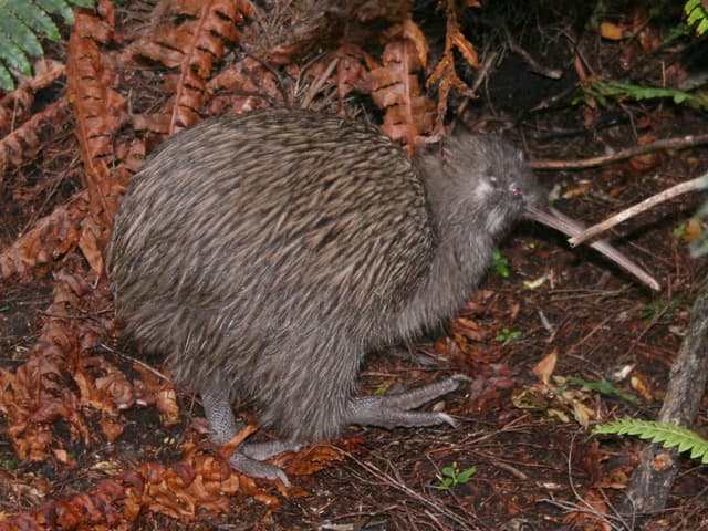 Kiwi austral : Petit oiseau brun, rond, au long bec courbé et presque sans ailes visibles