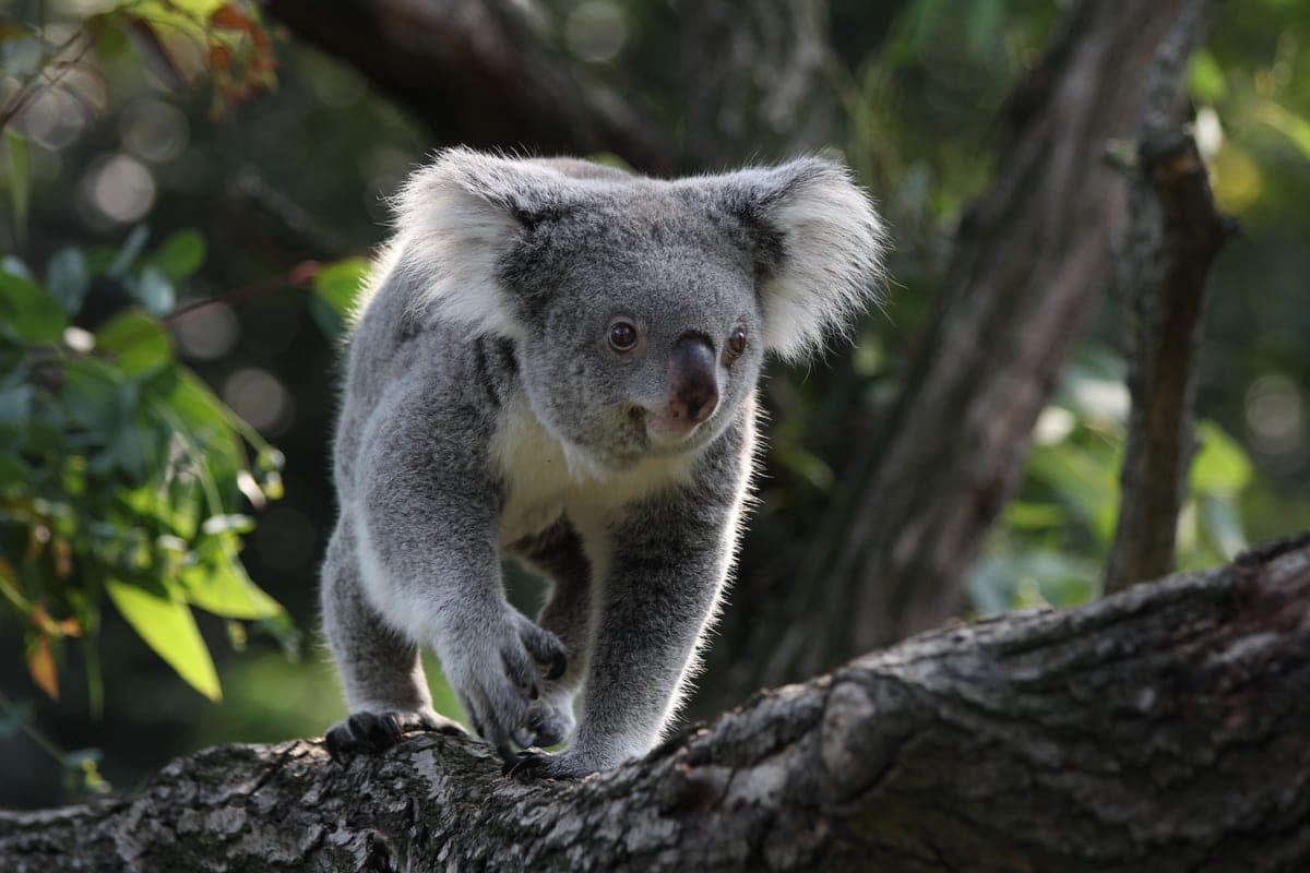 Koala : Corps gris, grandes oreilles rondes et nez noir proéminent