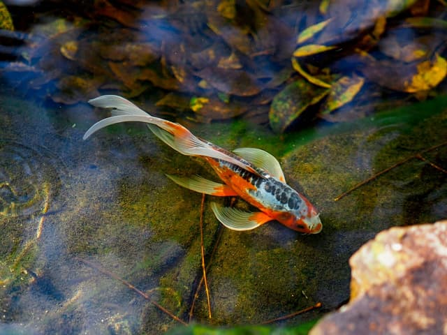 Koï : Grand poisson de bassin, motifs orange/blanc/noir/rouge variés, corps allongé et élégant, barbillons autour de la bouche, nage gracieuse