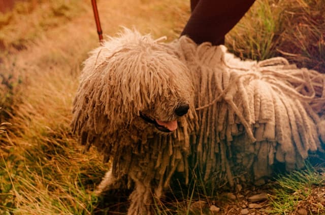 Komondor : Pelage blanc en cordes (dreadlocks) tombant jusqu'au sol, ressemble à une serpillière géante, grande taille imposante