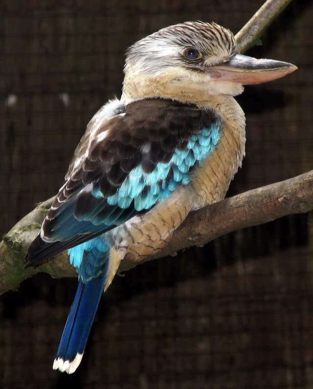 Kookaburra : Grand martin-chasseur, gros bec, plumage brun-blanc, tête claire avec trait brun, cri caractéristique comme un rire humain